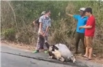 Tiêu hủy 10 con đà điểu bị rơi trên đường