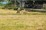 Ngăn chặn đốt rơm rạ sau thu hoạch lúa