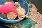 Điều tra vụ hồ tôm của người dân ở Quảng Trị nghi bị đầu độc