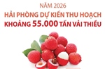 Hải Phòng dự kiến thu hoạch khoảng 55.000 tấn vải thiều