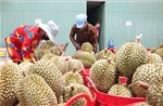 50 cơ sở kiểm nghiệm được GACC chấp nhận phục vụ xuất khẩu mít, sầu riêng