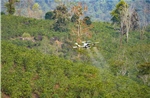 Thử nghiệm UAV phun phân bón lá cho cây cà phê trên địa hình đồi núi