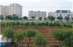 Chưa sửa đổi Luật Đất đai 2024 trong kỳ họp thứ 10, Quốc hội khóa XV