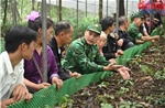 Đưa cây sâm Lai Châu lên núi đánh thức vùng đất biên thùy 