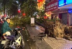 TP Hồ Chí Minh: Mưa to, cây xanh bật gốc đổ xuống đường