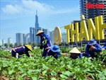 TP Hồ Chí Minh trồng 35.000 cây hoa hướng dương để đón Tết