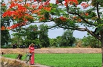 Những cây phượng nở hoa đỏ rực cuốn hút nhiều người đến chụp ảnh