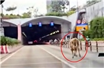 TP Hồ Chí Minh: Xử phạt chủ nuôi để bò đi vào hầm sông Sài Gòn