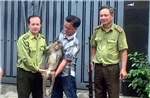TP Hồ Chí Minh: Bắt khỉ đuôi lợn quấy phá khu dân cư ở Bình Hưng Hòa