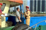 TP Hồ Chí Minh: Kiểm tra nồng độ cồn 100% thuyền viên trên các tuyến đường thủy