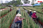 Làng hoa lớn nhất TP Hồ Chí Minh tất bật vào vụ hoa Tết