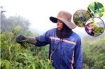 Nhọc nhằn nghề hái rau đọt choại vùng ven TP Hồ Chí Minh