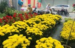 Các loai hoa Tết khoe sắc trên đường phố TP Hồ Chí Minh