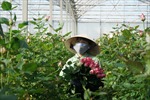 Các trang trại hoa lớn nhất Đà Lạt nhộn nhịp &#39;đón&#39; Tết