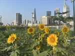 Công viên bờ sông Sài Gòn sẽ thu hẹp vườn hoa hướng dương