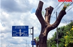 TP Hồ Chí Minh: Cắt tỉa gần 700 cây xanh, nạo vét cống thoát nước trong mùa mưa