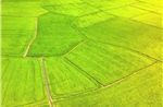 TP Hồ Chí Minh: Du khách đổ về cánh đồng lúa An Nhứt săn ảnh đẹp
