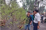 TP Hồ Chí Minh: Các chợ hoa Tết hút khách mua với giá khá 'mềm'