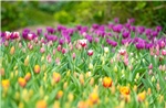Lễ hội hoa tulip góp phần làm mới trải nghiệm du lịch tại núi Bà Đen