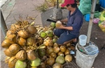 Giá dừa tăng mạnh theo sức nóng thị trường xuất khẩu