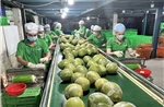 TP Hồ Chí Minh tiếp sức nông sản Việt chinh phục thị trường toàn cầu