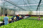Nông nghiệp xanh mở lối hút khách về với vùng quê TP Hồ Chí Minh