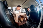 Grab mở rộng dịch vụ GrabCar Thú Cưng ra Hà Nội