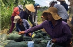 Dưa hấu tại Quảng Nam giảm năng suất, giá chỉ còn 1.500 đồng/kg
