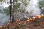 Nghệ An: Ứng trực phòng, chống cháy rừng 24/24 giờ 