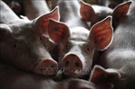 Trà Vinh tái phát dịch tả lợn châu Phi