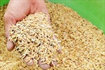 Xuất cấp hạt giống lúa, ngô hỗ trợ Hà Nam và Quảng Trị khắc phục hậu quả thiên tai