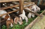 Giá dê thịt tăng, người nuôi yên tâm phát triển đàn