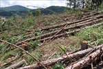 Lâm Đồng: Phát hiện vụ cưa hạ hàng trăm cây thông ba lá trên 20 năm tuổi