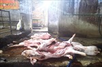 Bắt quả tang cơ sở giết mổ lợn chết mang mầm bệnh dịch tả lợn châu Phi