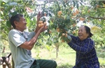 Cây thanh trà mang lại thu nhập ổn định 