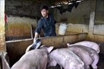 Giá lợn tại Thanh Hoá giảm khiến người chăn nuôi gặp khó