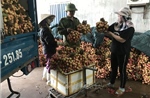 Vải sớm Thanh Hà mất mùa, được giá