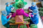 Nghề làm nem Lai Vung - Di sản Văn hóa phi vật thể Quốc gia