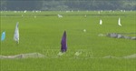 Nạn chuột hoành hành, cắn phá lúa Đông Xuân ở Quảng Ngãi