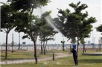 Phú Yên: Các dự án trồng, chăm sóc cây xanh được thực hiện đúng theo quy định