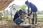 Gia Lai: Dịch lở mồm long móng có nguy cơ lây lan rộng tại huyện Mang Yang