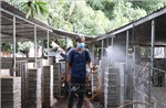 Khánh Hòa: Tiếp tục xuất hiện ổ dịch tả lợn Châu Phi tại xã Phước Đồng