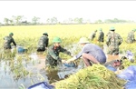 Hà Nội: Khẩn trương thu hoạch lúa &#39;xanh nhà hơn già đồng&#39;