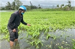 Phú Yên: Nỗ lực khôi phục sản xuất sau mưa lớn gây ngập úng lúa và hoa màu