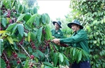 &#39;Tri thức trồng và chế biến cà phê Đắk Lắk&#39; trở thành di sản văn hóa phi vật thể quốc gia