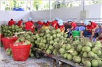 Giá dừa tươi tăng gần gấp 3 lần