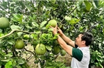 Phát triển du lịch cộng đồng gắn với vườn cây ăn trái  