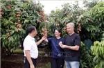 Khởi động Chương trình du lịch &#39;Vải thiều Lục Ngạn - Tinh hoa trái cây Việt&#39;