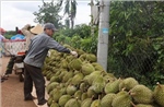 Giá sầu riêng giảm nhưng nông dân vẫn có lãi