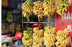 Phát triển đặc sản chuối ngự Đại Hoàng